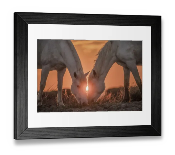 Framed Print : Europe, France, Provence, Camargue. Two Camargue horses grazing at sunrise