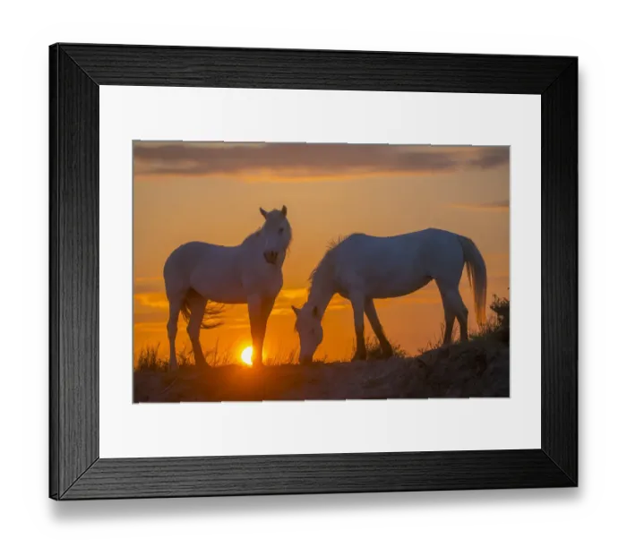 Framed Print : Europe, France, Provence, Camargue. Two Camargue horses at sunrise
