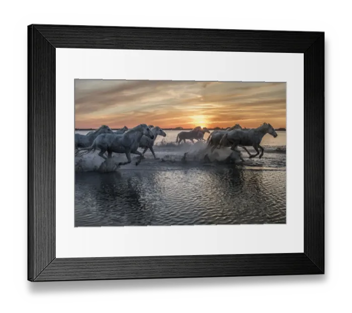 Framed Print : Europe, France, Provence, Camargue. Horses running through water at sunrise Framed Print : Europe, France, Provence, Camargue. Horses running through water at sunrise