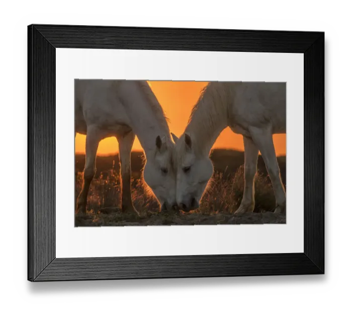Framed Print : Europe, France, Provence, Camargue. Two Camargue horses grazing at sunrise