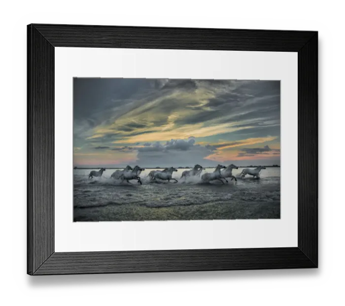 Framed Print : Europe, France, Provence, Camargue. Horses running through marsh at sunrise Framed Print : Europe, France, Provence, Camargue. Horses running through marsh at sunrise
