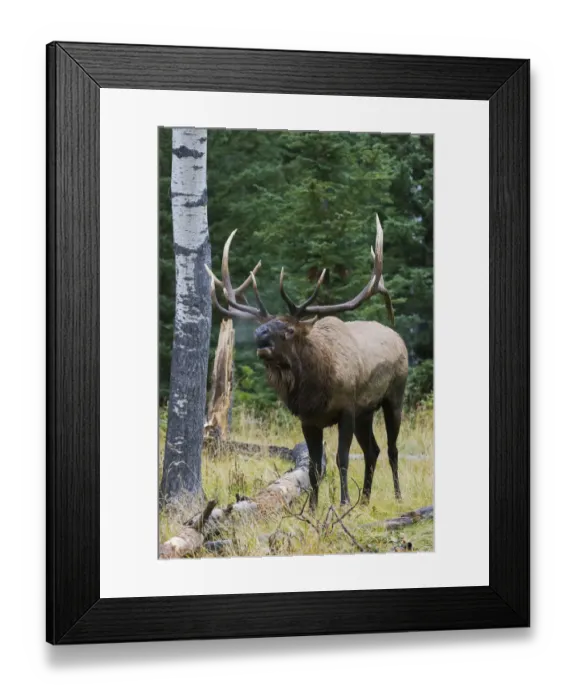 Framed Print : Bull elk bugling Framed Print : Bull elk bugling