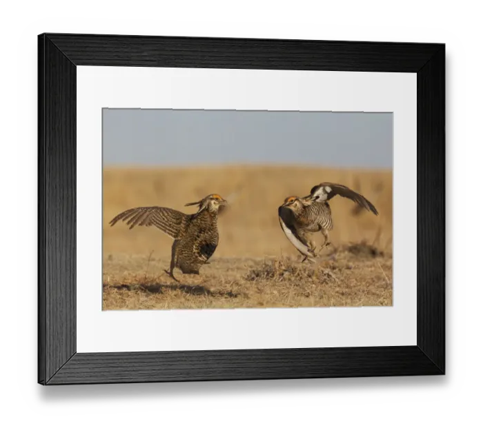 Framed Print : Greater prairie chickens, territorial battle Framed Print : Greater prairie chickens, territorial battle