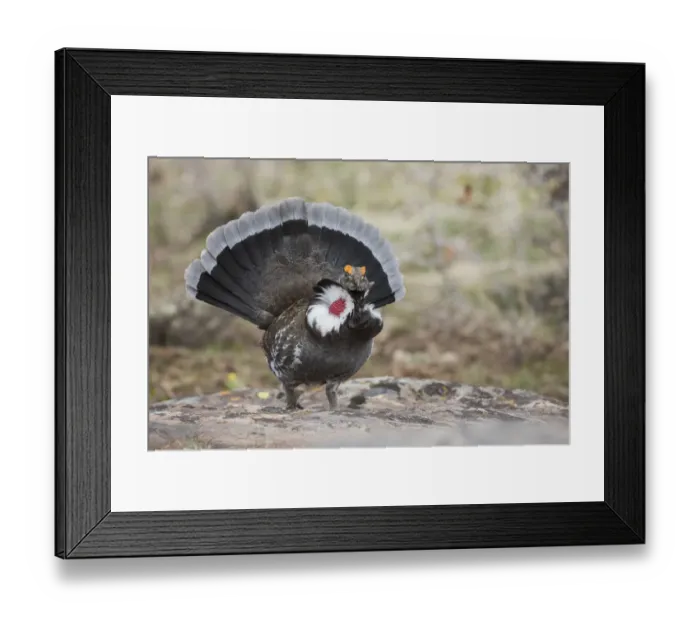 Framed Print : Dusky grouse, courtship display Framed Print : Dusky grouse, courtship display