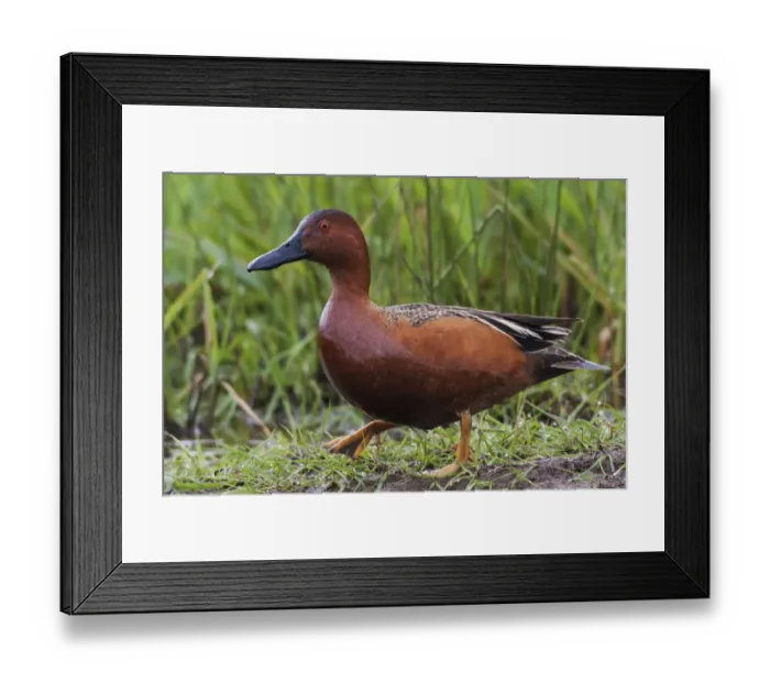 Framed Print : Cinnamon teal drake