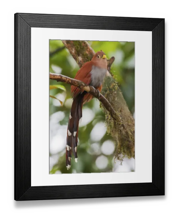 Framed Print : Squirrel cuckoo Framed Print : Squirrel cuckoo