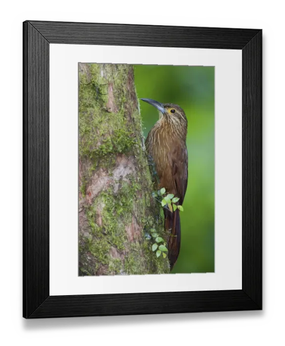 Framed Print : Strong-billed woodcreeper Framed Print : Strong-billed woodcreeper