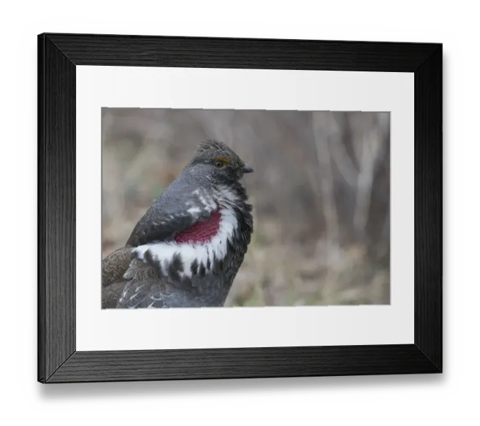 Framed Print : Dusky grouse calling