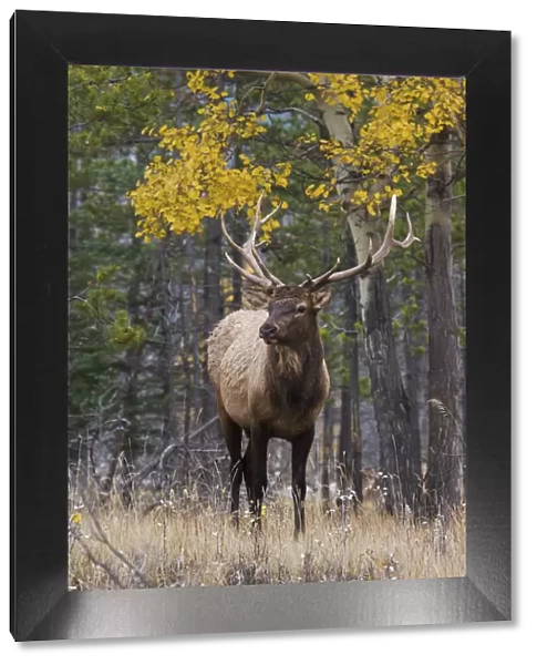 Bull elk, autumn aspens