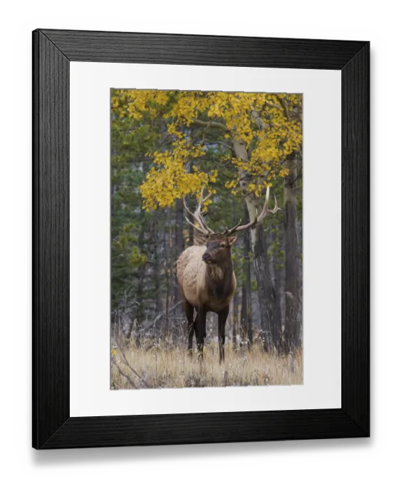 Framed Print : Bull elk, autumn aspens Framed Print : Bull elk, autumn aspens