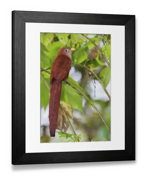 Framed Print : Squirrel cuckoo Framed Print : Squirrel cuckoo