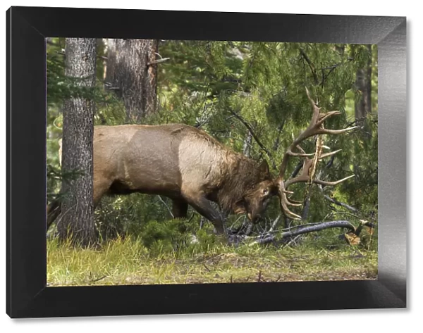 Bull elk demolishing pine tree