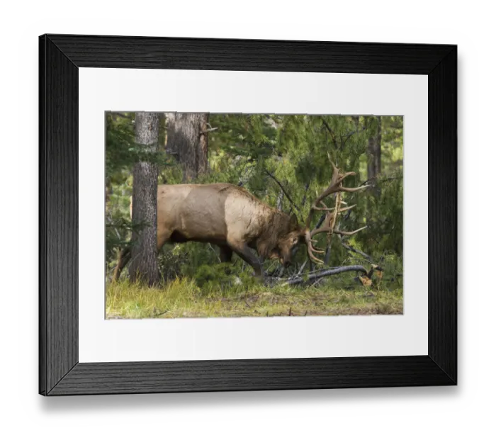 Framed Print : Bull elk demolishing pine tree Framed Print : Bull elk demolishing pine tree