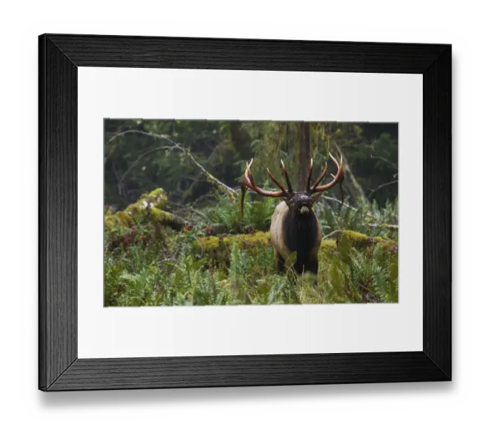 Framed Print : Roosevelt bull elk flehmen Framed Print : Roosevelt bull elk flehmen