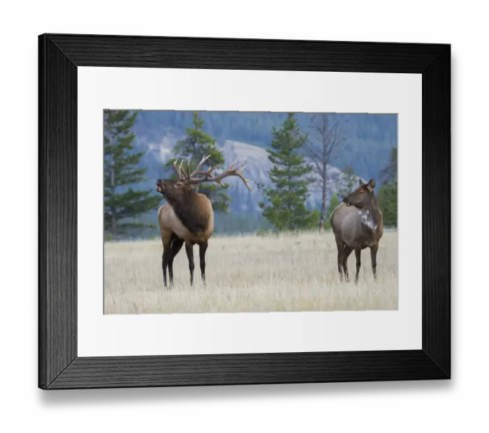Framed Print : Bull elk bugling, piebald cow watching