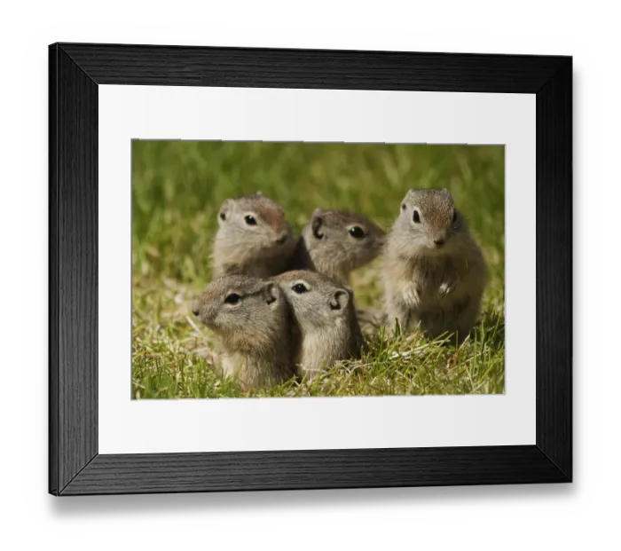 Framed Print : Beldings ground squirrel family peeking out of burrow Framed Print : Beldings ground squirrel family peeking out of burrow