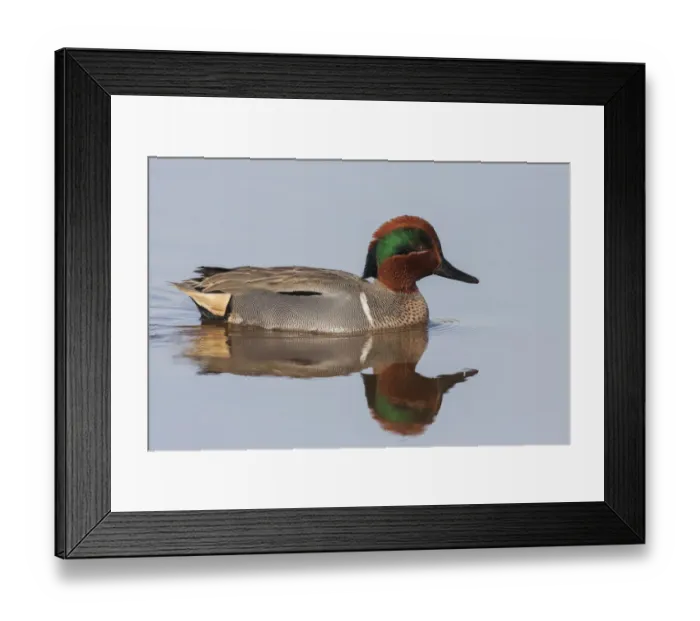Framed Print : Green-winged teal drake Framed Print : Green-winged teal drake