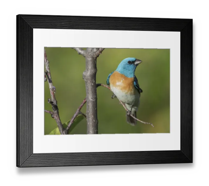 Framed Print : Lazuli bunting Framed Print : Lazuli bunting