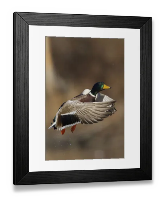 Framed Print : Mallard drake lifting off