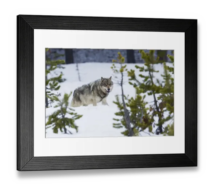 Framed Print : Gray wolf Framed Print : Gray wolf