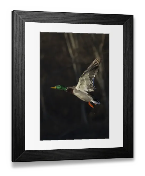 Framed Print : Mallard drake taking flight Framed Print : Mallard drake taking flight