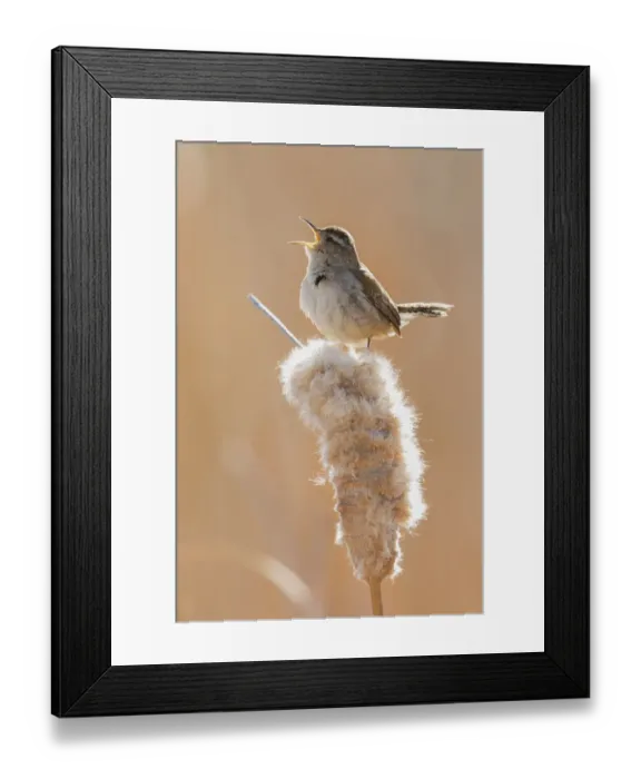 Framed Print : Marsh wren singing Framed Print : Marsh wren singing