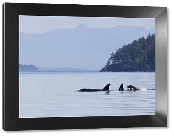 Orca whales, pod with a youngster