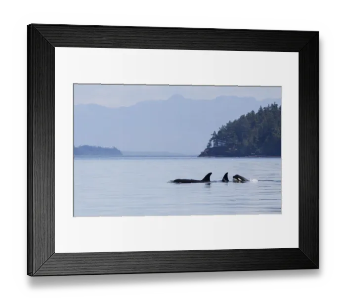 Framed Print : Orca whales, pod with a youngster