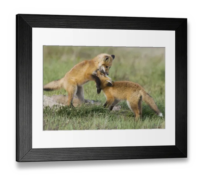 Framed Print : Red kit fox playing near safety of den Framed Print : Red kit fox playing near safety of den