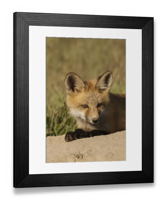 Framed Print : Red kit fox, resting on top den Framed Print : Red kit fox, resting on top den