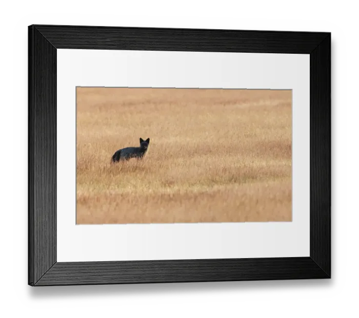 Framed Print : Red fox, black phase Framed Print : Red fox, black phase