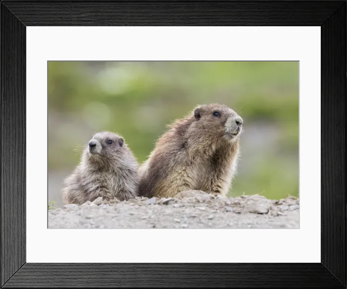 Framed Print : Olympic marmots, parent and youngster