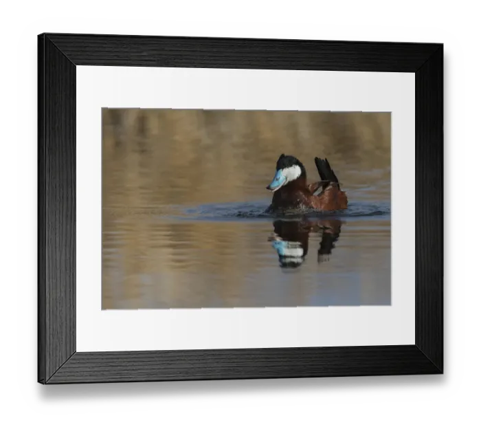 Framed Print : Ruddy duck, courtship display Framed Print : Ruddy duck, courtship display