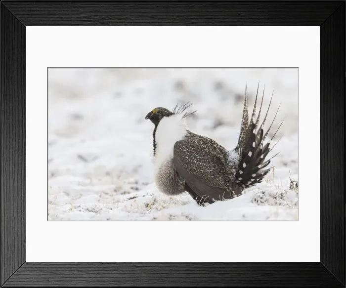 Framed Print : Greater Sage-Grouse, snowy courtship dance Framed Print : Greater Sage-Grouse, snowy courtship dance