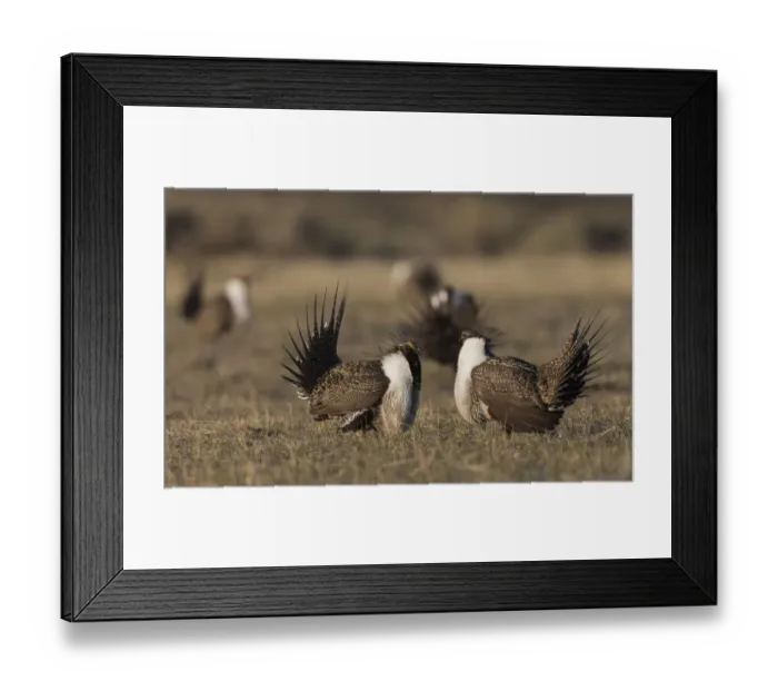 Framed Print : Greater Sage-Grouse males, facing off Framed Print : Greater Sage-Grouse males, facing off