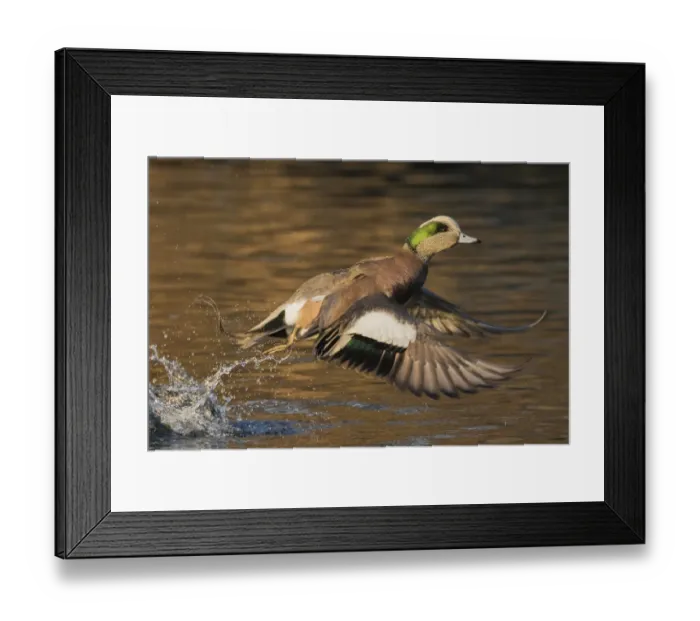 Framed Print : American wigeon taking flight