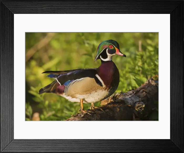 Framed Print : Wood duck drake Framed Print : Wood duck drake