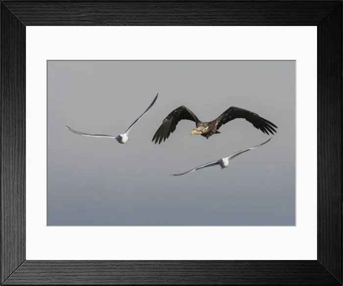 Framed Print : Young bald eagle trying to evade hungry seagulls Framed Print : Young bald eagle trying to evade hungry seagulls