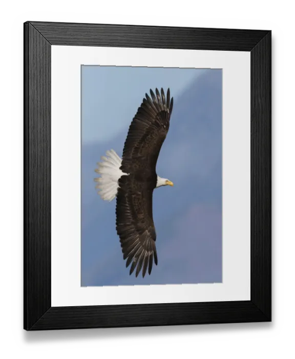 Framed Print : Bald eagle flyby Framed Print : Bald eagle flyby