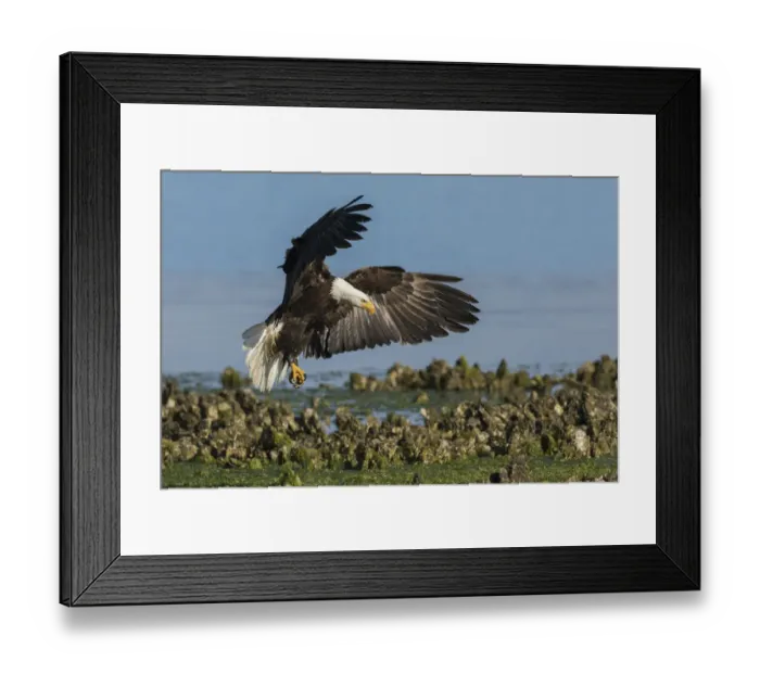 Framed Print : Bald eagle alight in oyster bed Framed Print : Bald eagle alight in oyster bed
