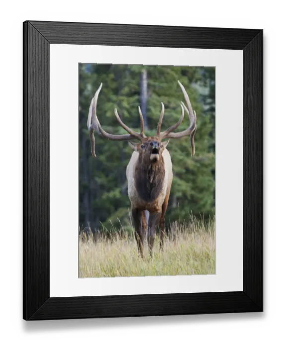 Framed Print : Bugling bull elk Framed Print : Bugling bull elk