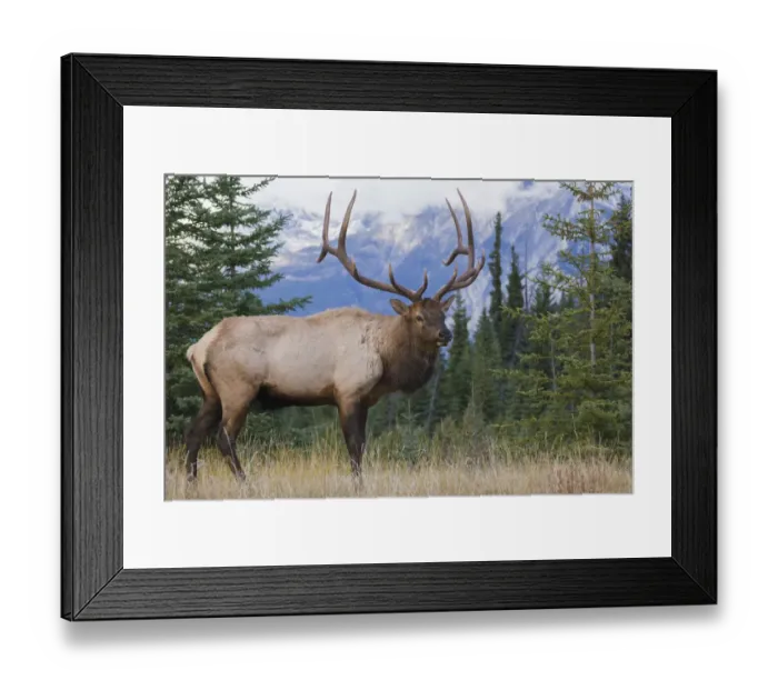 Framed Print : Rocky Mountain bull elk