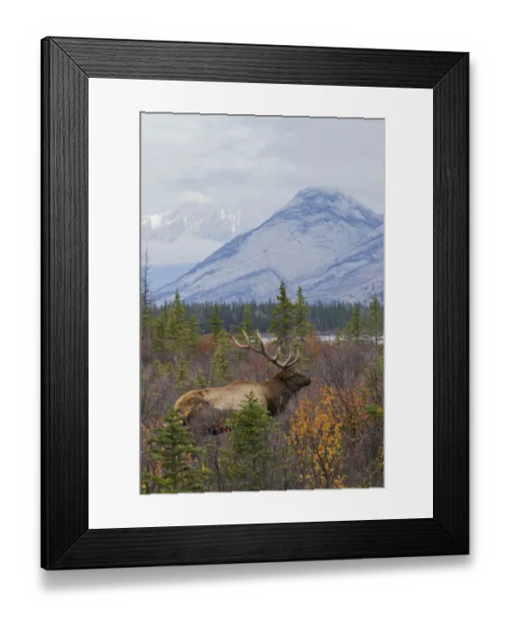Framed Print : Autumn in the Canadian Rockies Framed Print : Autumn in the Canadian Rockies