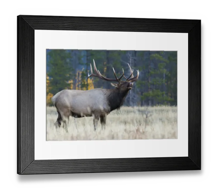 Framed Print : Rocky Mountain bull elk Framed Print : Rocky Mountain bull elk