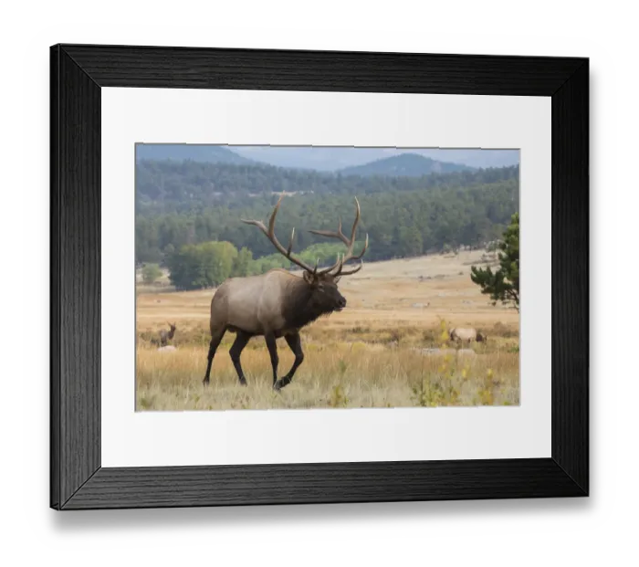 Framed Print : Rocky Mountain bull elk Framed Print : Rocky Mountain bull elk