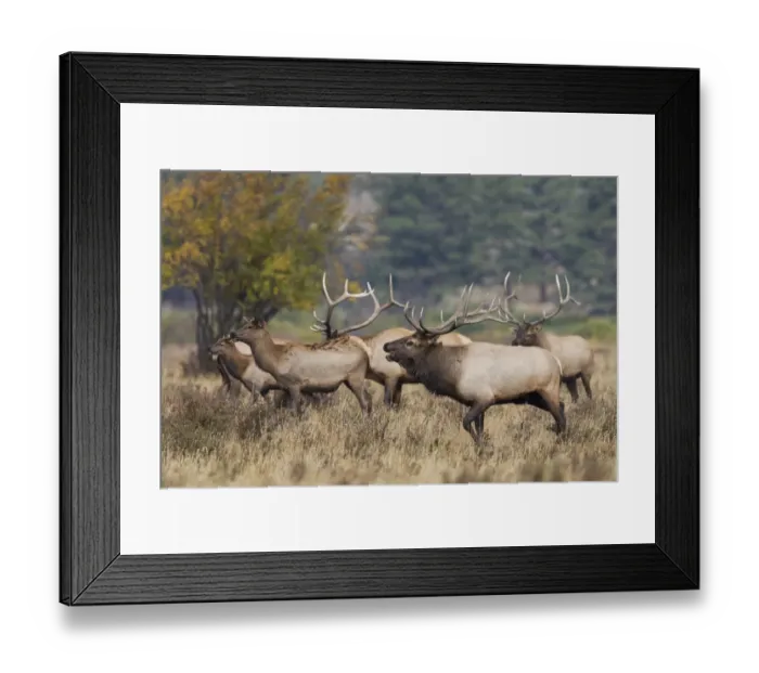 Framed Print : Rocky Mountain elk, bulls compete for cows