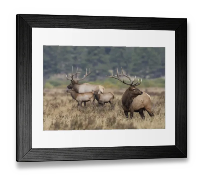 Framed Print : Rocky Mountain elk, the rut