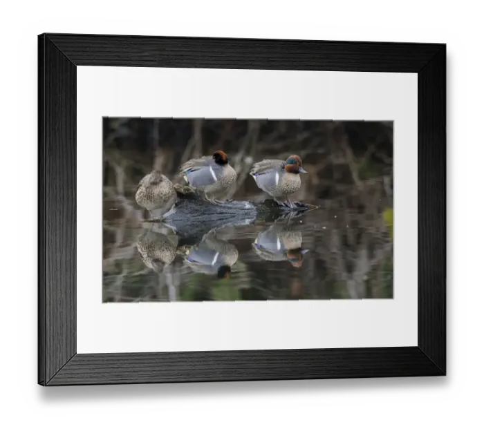 Framed Print : Green-winged teal, resting in flooded woodland Framed Print : Green-winged teal, resting in flooded woodland