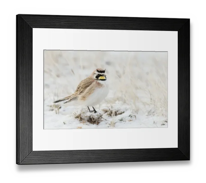 Framed Print : Horned Lark, spring snow Framed Print : Horned Lark, spring snow