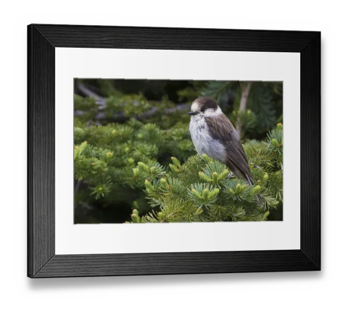 Framed Print : Gray Jay Framed Print : Gray Jay